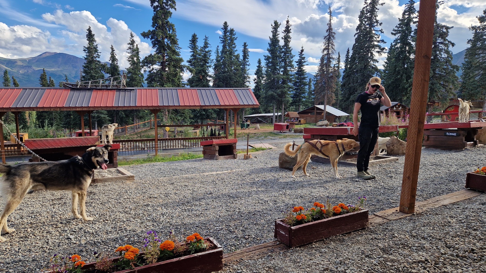 Iditarod e la tradizione dei cani da slitta
